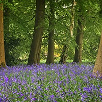 Buy canvas prints of SPRING BLUEBELL WOOD AT THORP PERROW by Martyn Arnold