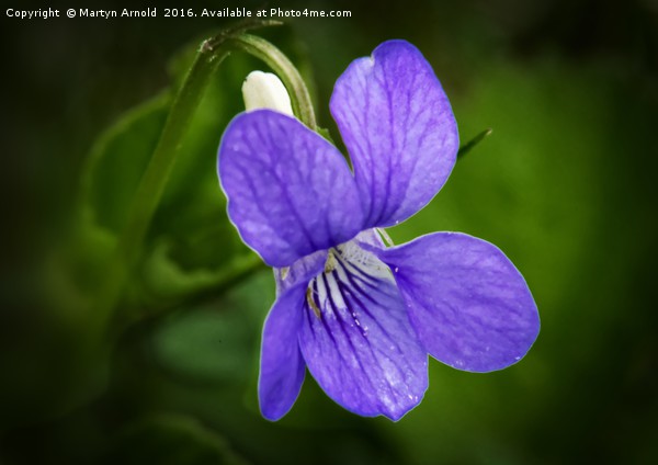 WILD VIOLET (Viola papilionacea) Picture Board by Martyn Arnold
