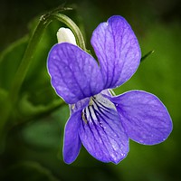 Buy canvas prints of WILD VIOLET (Viola papilionacea) by Martyn Arnold