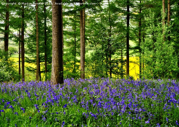 YORKSHIRE BLUEBELL WOODLAND Picture Board by Martyn Arnold