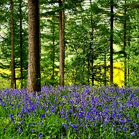 Buy canvas prints of YORKSHIRE BLUEBELL WOODLAND by Martyn Arnold