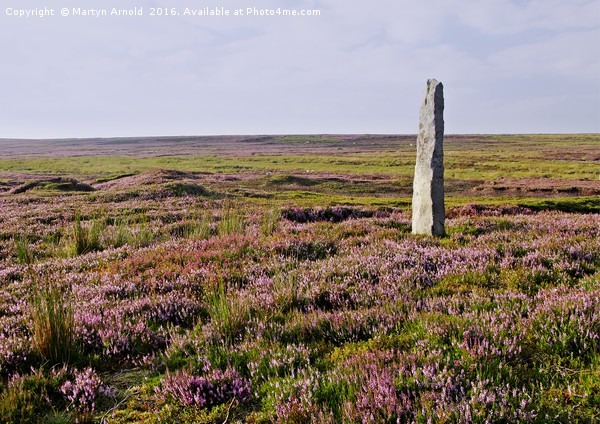 Heather Grouse Moorland in Nidderdale Picture Board by Martyn Arnold
