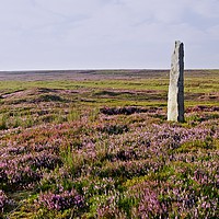 Buy canvas prints of Heather Grouse Moorland in Nidderdale by Martyn Arnold