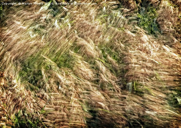 Wind Blown Grasses Picture Board by Martyn Arnold