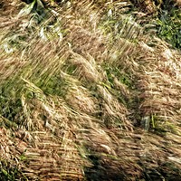 Buy canvas prints of Wind Blown Grasses by Martyn Arnold