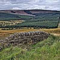 Buy canvas prints of Kielder Forest Northumberland by Martyn Arnold