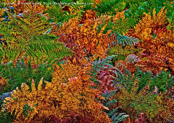 Ferns in Autumn Colours Picture Board by Martyn Arnold