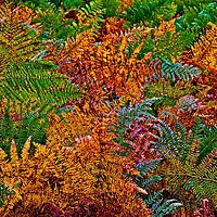 Buy canvas prints of Ferns in Autumn Colours by Martyn Arnold