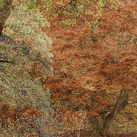 Buy canvas prints of Textured Autumn Trees by Martyn Arnold