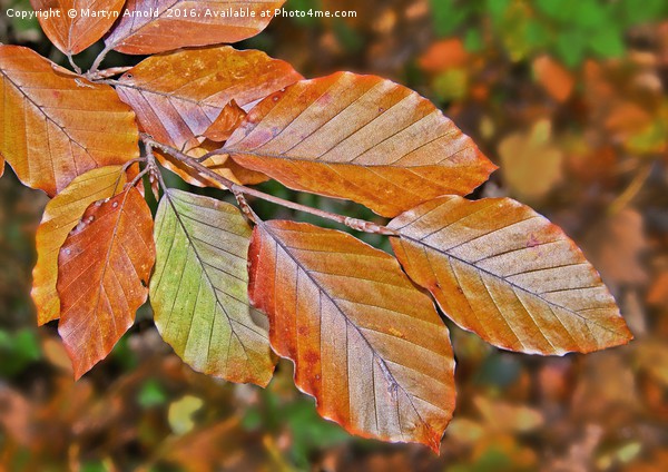 Autumn Beech Leaves Picture Board by Martyn Arnold