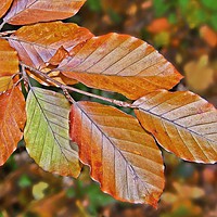 Buy canvas prints of Autumn Beech Leaves by Martyn Arnold