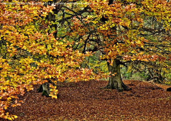 Autumn Trees Picture Board by Martyn Arnold