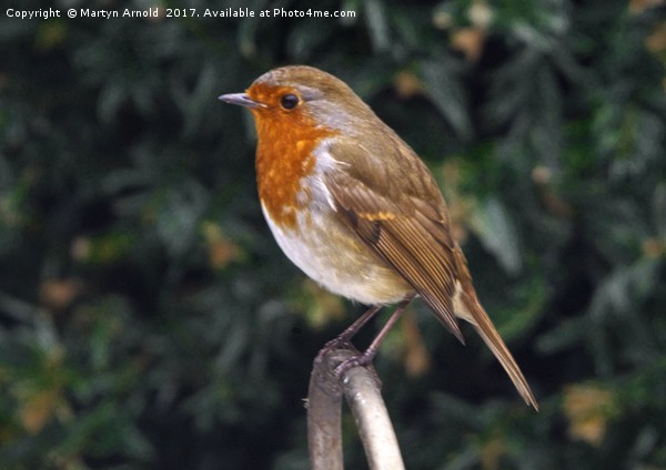 European Robin (Erithacus rubecula) Picture Board by Martyn Arnold