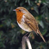 Buy canvas prints of European Robin (Erithacus rubecula) by Martyn Arnold