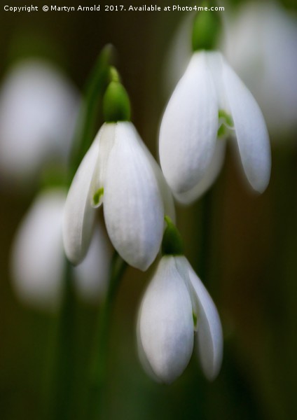 Snowdrops - Galanthus Picture Board by Martyn Arnold