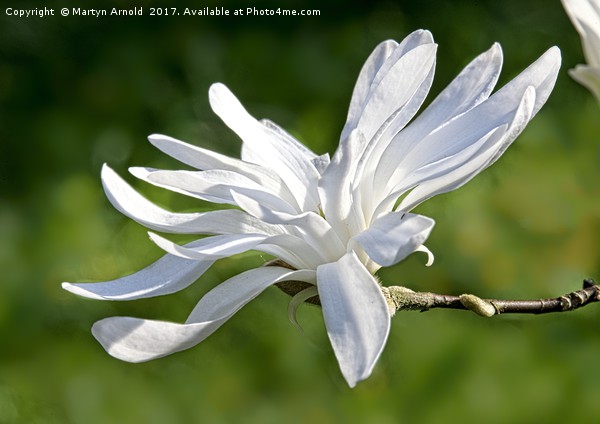 White Magnolia Flower Picture Board by Martyn Arnold