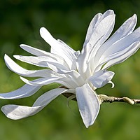 Buy canvas prints of White Magnolia Flower by Martyn Arnold