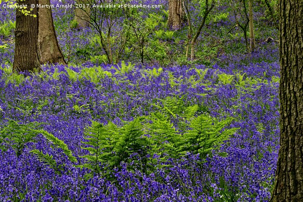 Bluebells and Ferns Picture Board by Martyn Arnold