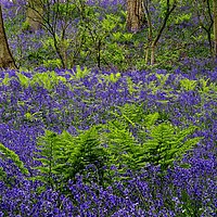 Buy canvas prints of Bluebells and Ferns by Martyn Arnold