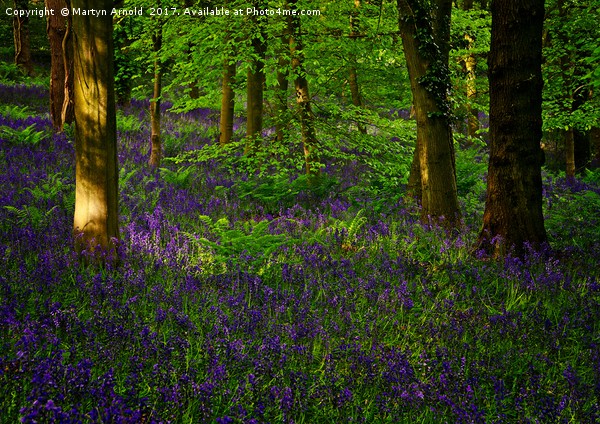 Evening Light on Woodland Bluebells Picture Board by Martyn Arnold