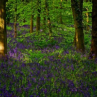 Buy canvas prints of Evening Light on Woodland Bluebells by Martyn Arnold