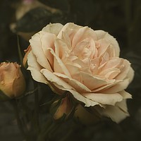Buy canvas prints of Only a Rose by Martyn Arnold