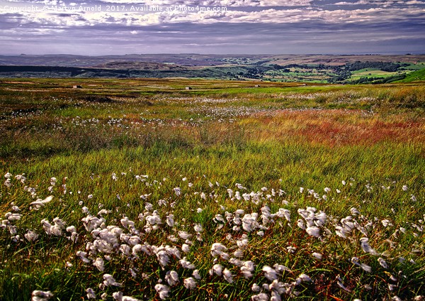 Cotton Grass on the Yorkshire Moors Picture Board by Martyn Arnold