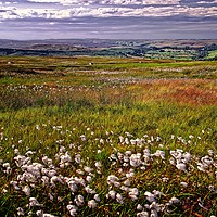 Buy canvas prints of Cotton Grass on the Yorkshire Moors by Martyn Arnold