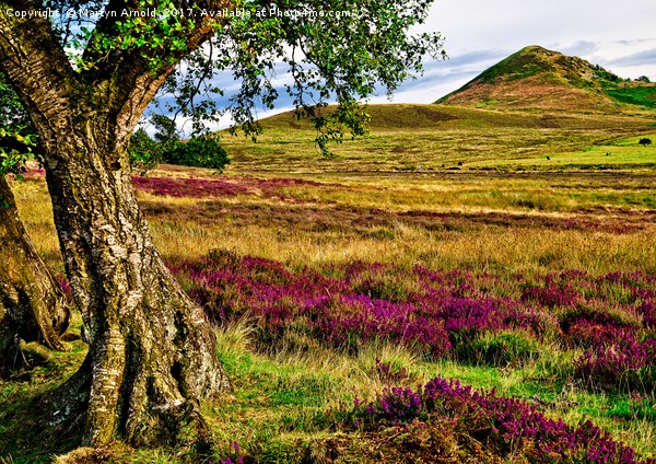 Heather on the North Yorkshire Moors Picture Board by Martyn Arnold