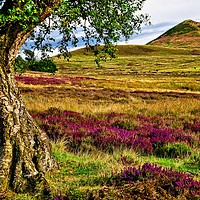Buy canvas prints of Heather on the North Yorkshire Moors by Martyn Arnold