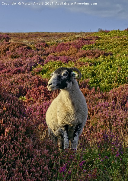 Yorkshire Moorland Sheep in Heather Picture Board by Martyn Arnold