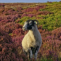 Buy canvas prints of Yorkshire Moorland Sheep in Heather by Martyn Arnold