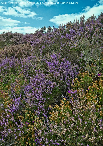 Moorland Heather Picture Board by Martyn Arnold