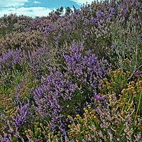Buy canvas prints of Moorland Heather by Martyn Arnold