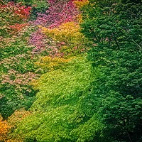 Buy canvas prints of Autumn Acer Leaves at Thorp Perrow Arboretum by Martyn Arnold