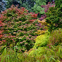 Buy canvas prints of Autumn Colours at Thorp Perrow by Martyn Arnold