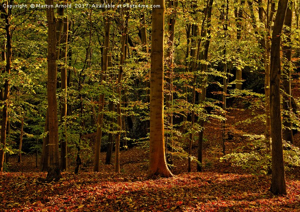 Autumn Woodland Evening Picture Board by Martyn Arnold