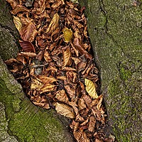 Buy canvas prints of Autumn Leaves by Martyn Arnold