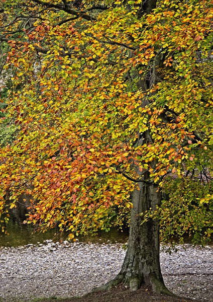 Autumn Beech Tree Picture Board by Martyn Arnold