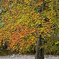Buy canvas prints of Autumn Beech Tree by Martyn Arnold