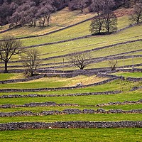 Buy canvas prints of Yorkshire Dales Stone Walls by Martyn Arnold