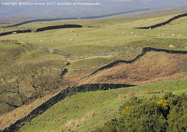 Stone Walls Snaking Over the Yorkshire Moors Picture Board by Martyn Arnold