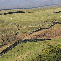 Buy canvas prints of Stone Walls Snaking Over the Yorkshire Moors by Martyn Arnold