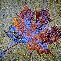 Buy canvas prints of Frozen Leaf on Stone by Martyn Arnold