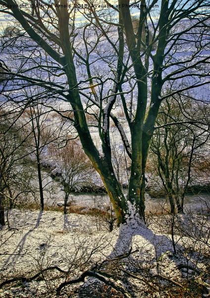 Winter Trees Picture Board by Martyn Arnold