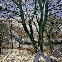 Buy canvas prints of Winter Trees by Martyn Arnold