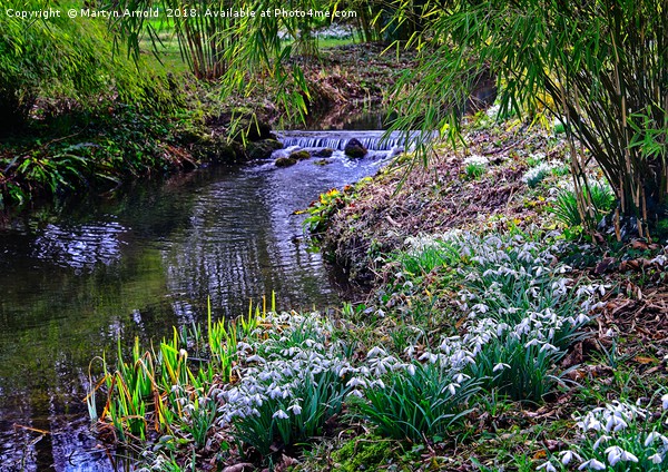 Snowdrop Stream  Picture Board by Martyn Arnold