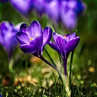 Buy canvas prints of Spring Crocus by Martyn Arnold