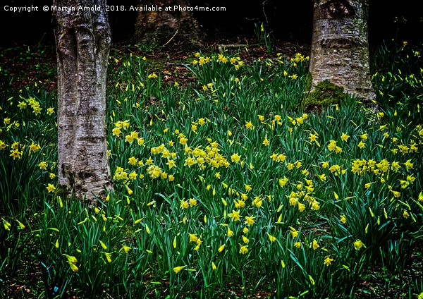 Spring Daffodils Picture Board by Martyn Arnold