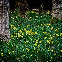 Buy canvas prints of Spring Daffodils by Martyn Arnold